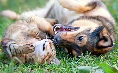 Hund und Katze in vertrauter Gemeinsamkeit. Tierpsychologie bei Zusammenführung von Hund und Katze.